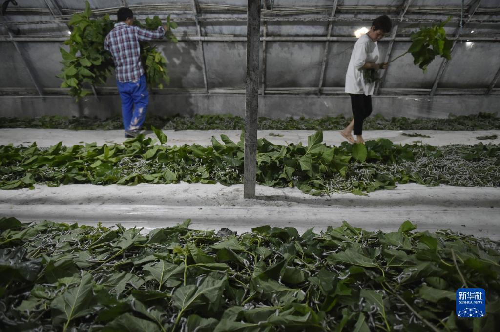 2串1有一场赢一半奖金怎么算